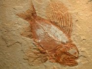 Ctenothrissa fossil fish