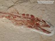 Viper fish fossil