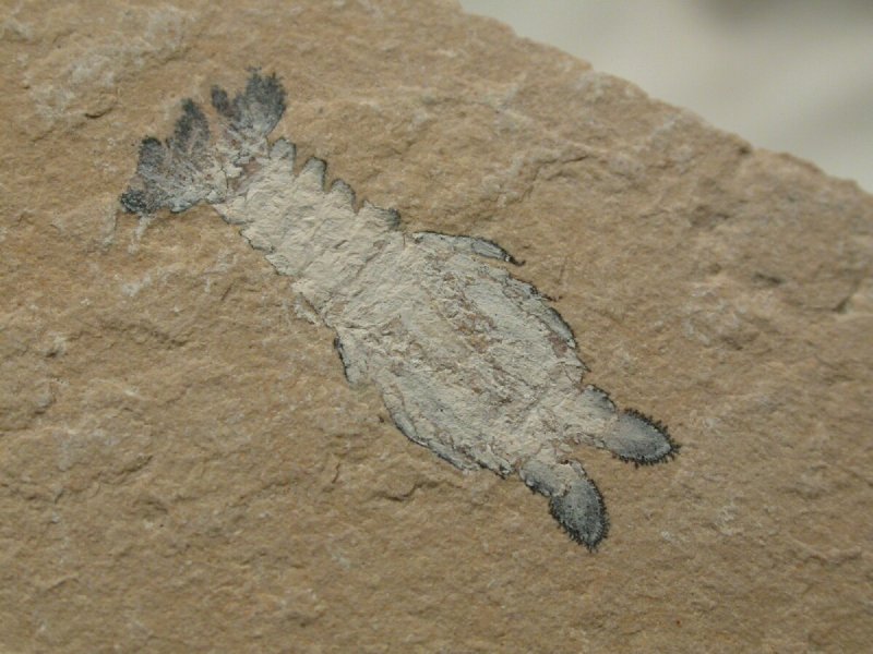 Lobster Fossil