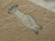 Cretaceous Lobster Fossil