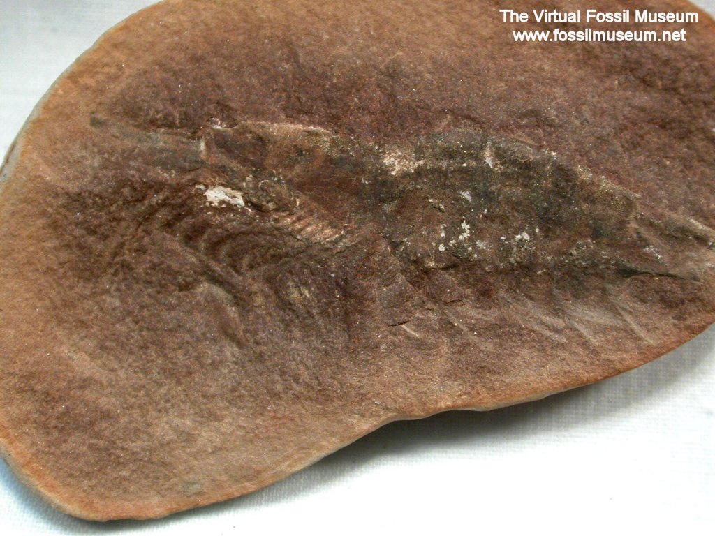 Fossil Crustacean Belotelson magister