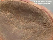 Polychaete Worm fossil