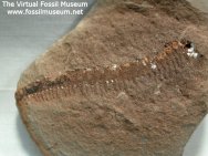 Millipede fossil