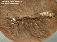 Hesslerella shermani Fossil