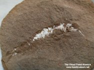 Mazon Creek Crustacean Fossil