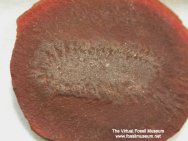  Rhaphidiophorus hystrix Mazon Creek Polychaete Worm Fossil with Preserved Bristles