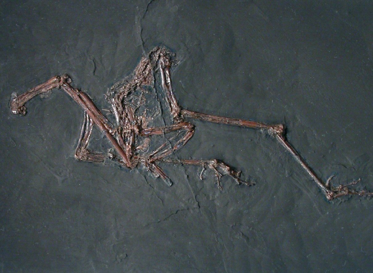 Messel Fossil Bird