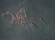 Messelornis cristata  Messel Pit Fossil Bird