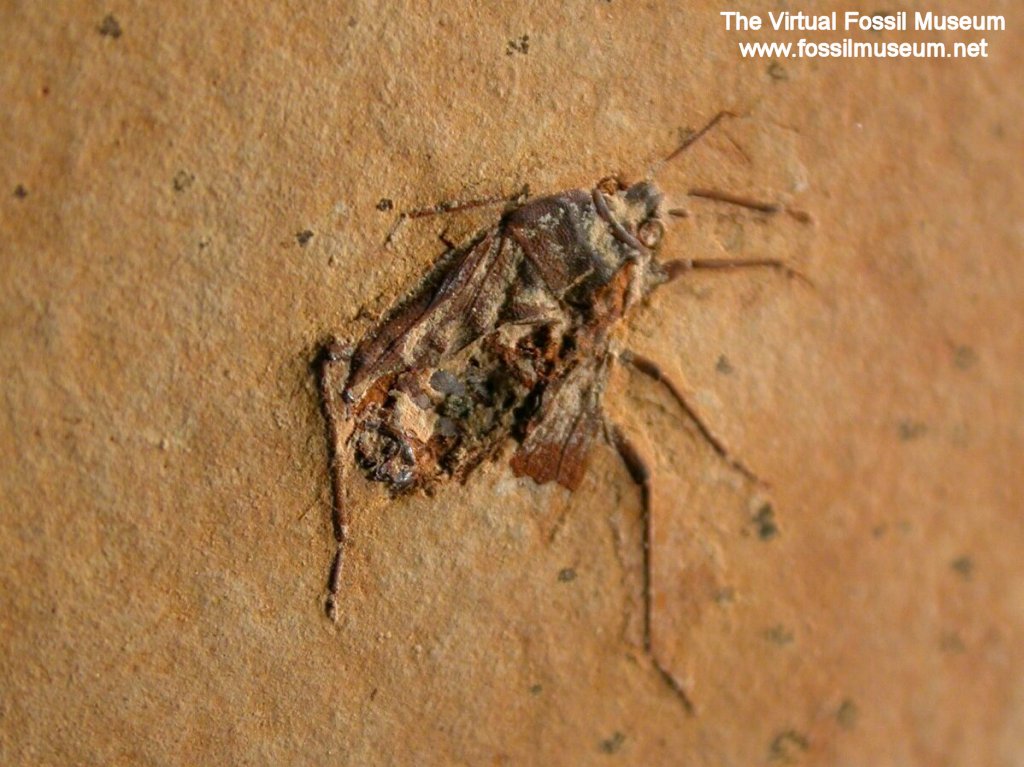 Hemiptera Insect Fossil