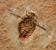 Cretaceous Aquatic Beetle Fossil