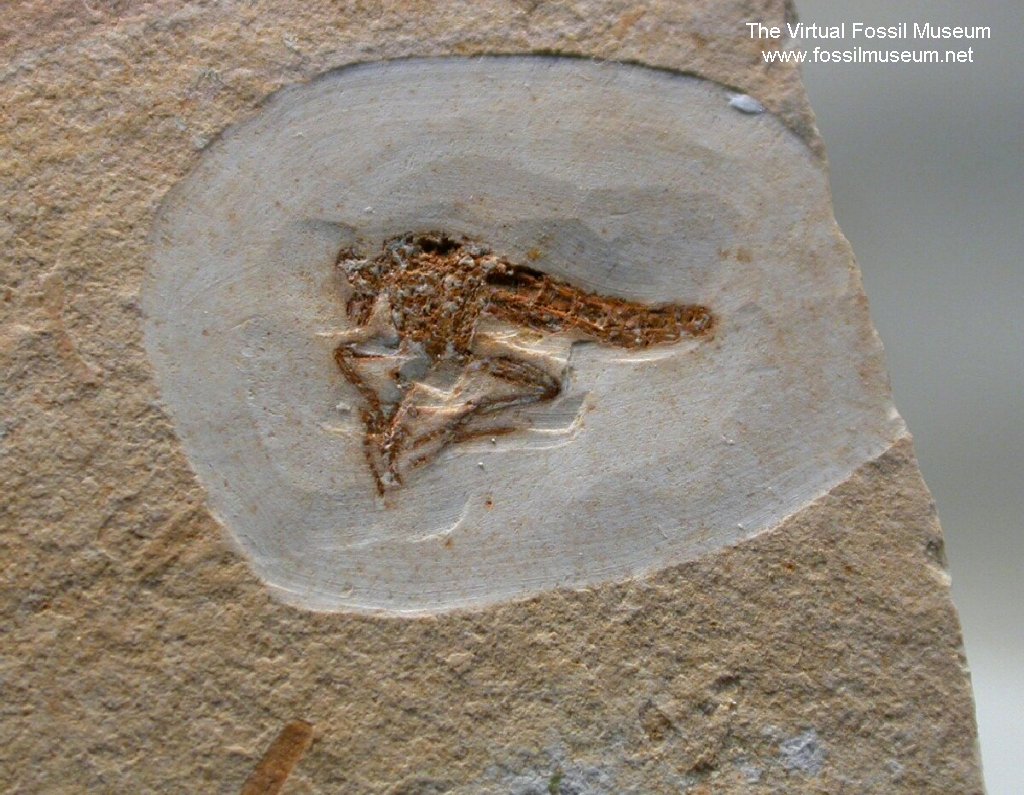 Rare Cretaceous Robber Fly Insect Fossil