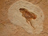 Cockroach fossil