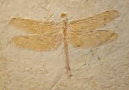 Cordulagomphus Dragonfly Fossil