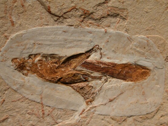 Fossil Orthopteran