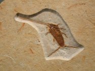 Thysanura Insect Fossil