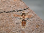 Cretaceous Wasp Fossil