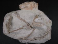 Palaeolagus Rabbit Fossils