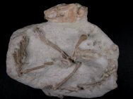 Oligocene Paleolagus Fossils
