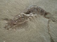 Aenigmacaris cornigerum Shrimp Fossil