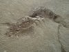 Bear Gulch Aenigmacaris Paleozoic Fossil Shrimp