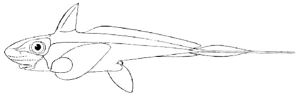 Chimaera_monstrosa