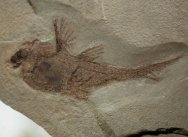 Female Echinochimaera meltoni Fish Fossi