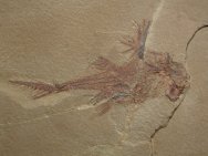 Male Echinochimaera meltoni Fish Fossil