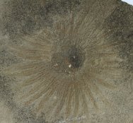 Lepidasterella montanensis Starfish Fossil