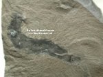 Burgess Shale Priapulid Ottoia Fossil