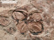 Liaoning plant fossil