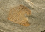 Crumillospongia biporosa Sponge Fossil