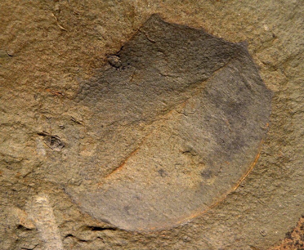 Tuzoia Phyllocarid Fossil