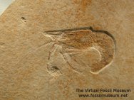 Aeger Shrimp Fossil