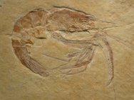 Aeger tipularis Fossil Shrimp
