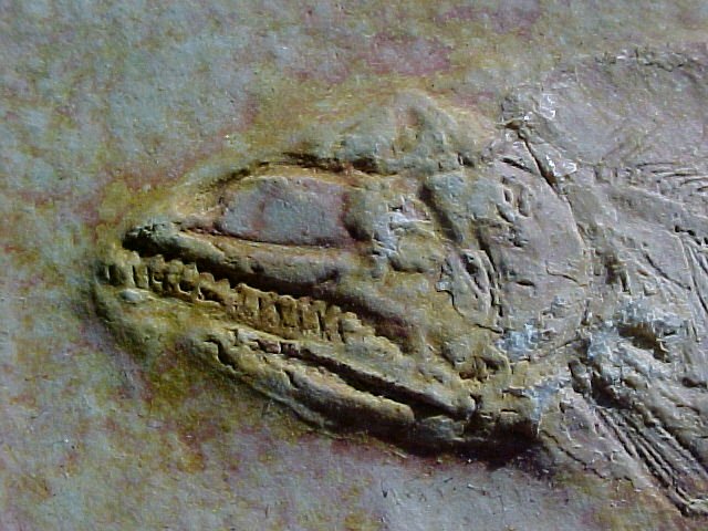 Solnhofen Fossil Fish