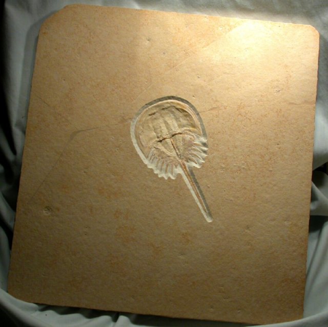 Solnhofen Horseshoe Crab fossil Mesolimulus walchi