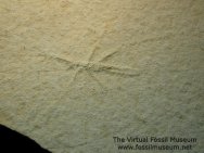 Phasmida Fossil
