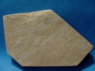Sinosura kelheimense