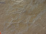 Sinosura Starfish Fossils