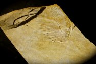 Zamites feneonis Plant Fossil