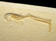 Mecochirus longimanu Solnhofen Fossil