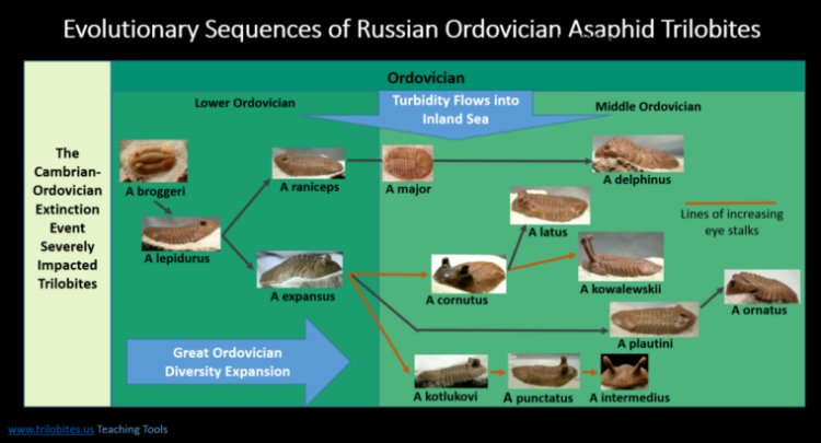 Russian Asaphidae Evolutionary Sequence