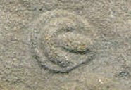 Parvancorina minchami  Vendian Fossil
