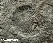 Dickinsonia  Vendian Fossil
