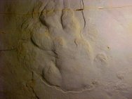 Brontotheriid Fossil Tracks