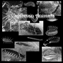Cambrian Fossils
