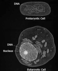 Mitochondrial DNA and Function