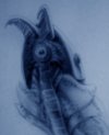 Cambrian animal