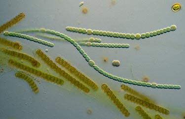 precambrian plants names