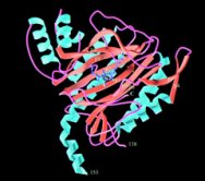 A proteins complex three-dimensional shape, based on amino acid sequence, determines its function